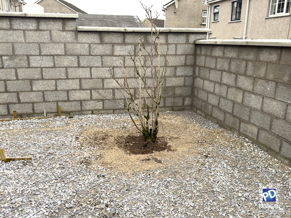 Magnolia Tree Planted